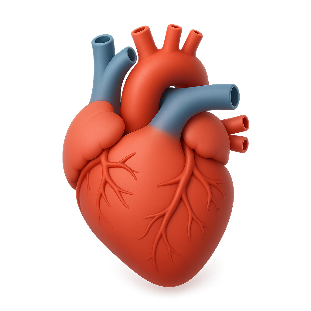Human Heart