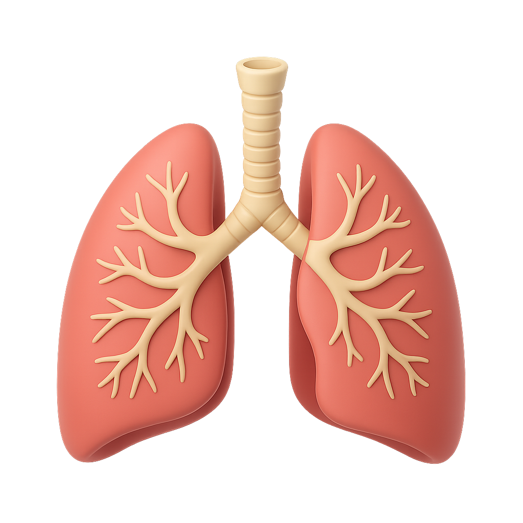 Lungs