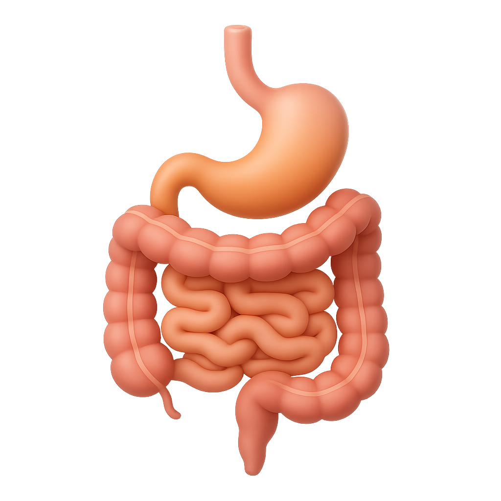 Gut