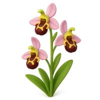 Bee Orchid