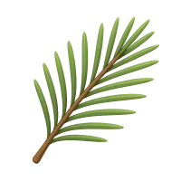 Pine Needle