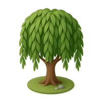 Willow Tree