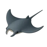 Manta Ray
