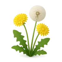 Dandelion