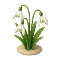Snowdrop Flower