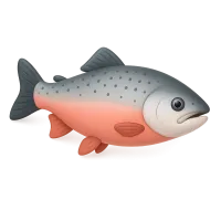 Salmon