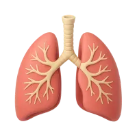 Lungs