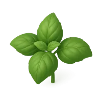 Basil