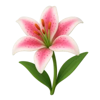 Stargazer Lily