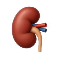 Kidney