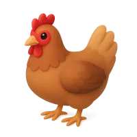 Chicken Hen