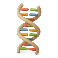 RNA Strand Model