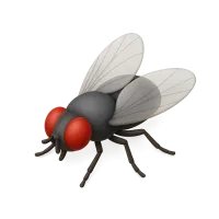 Fly