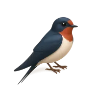Swallow