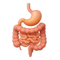 Gut
