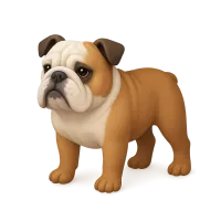 Bulldog