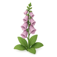 Foxglove