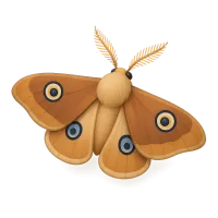 Moth