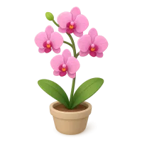 Orchid