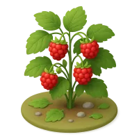 Wild Raspberry Bush