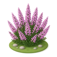 Blooming Heath