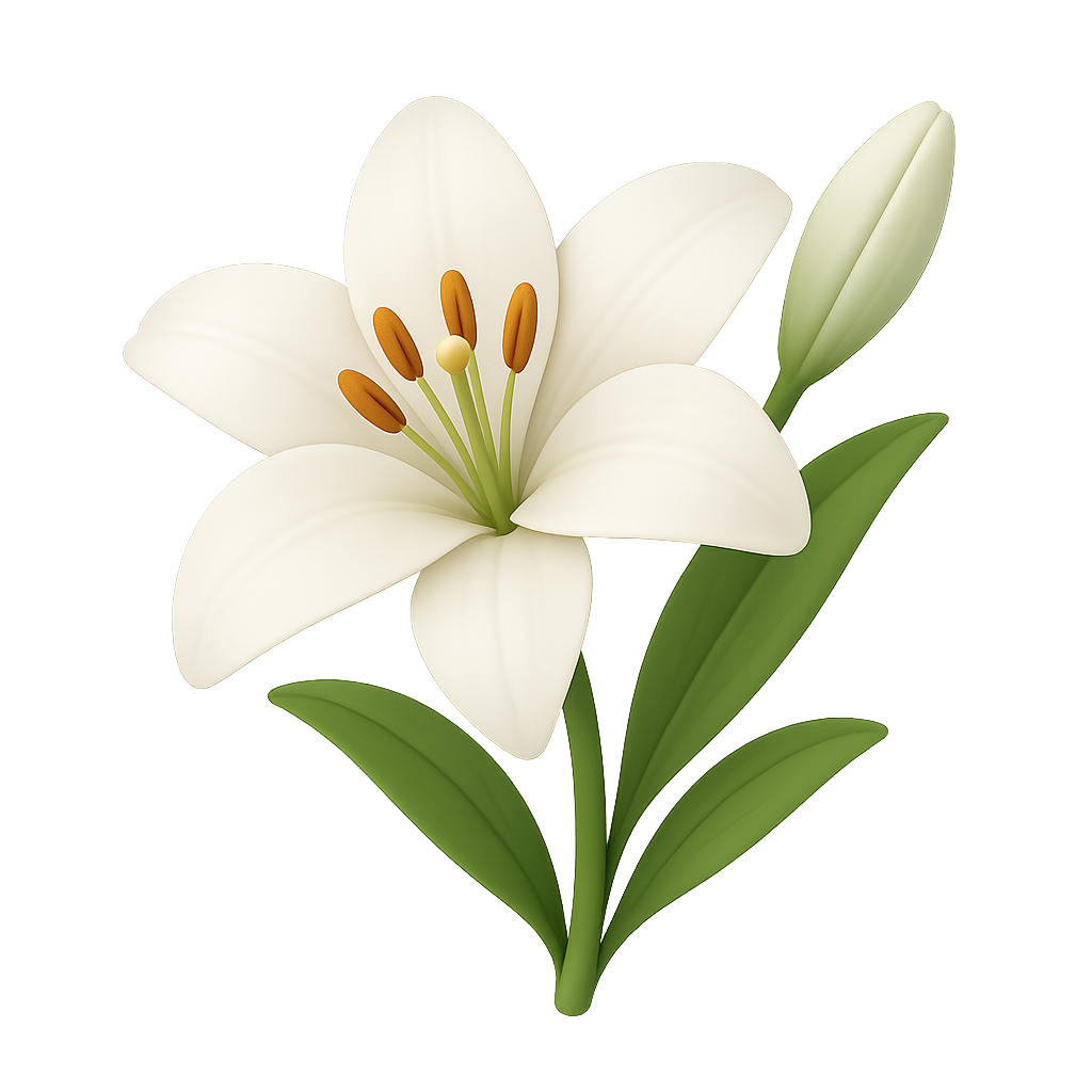 White Lily